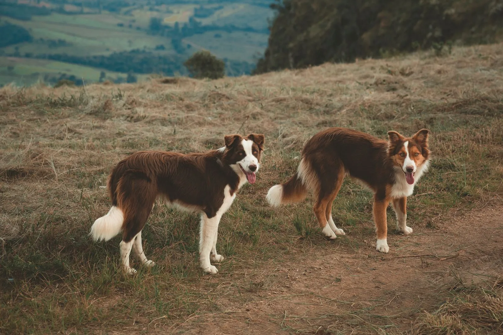 Two Border Collies standing on a grassy hill with a scenic mountain backdrop.